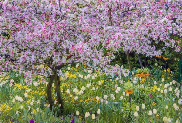 France, Giverny spring in Claude Monets garden
